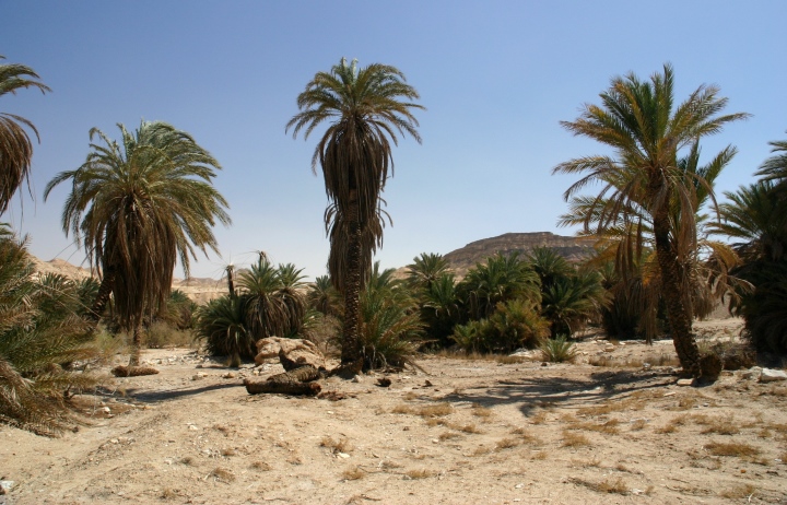 上图:西奈半岛的绿洲加兰德尔旱溪(Wadi Gharandel),一般认为这里就是「以琳」,而玛拉是北面11公里的哈瓦拉泉('Ain Hawarah),那里还有一些泉水是苦的。现在这里有水井,但已经没有12股泉水。也有人认为以琳就是现代的摩西泉 (Ayun Musa) ,那里还有12股泉水。