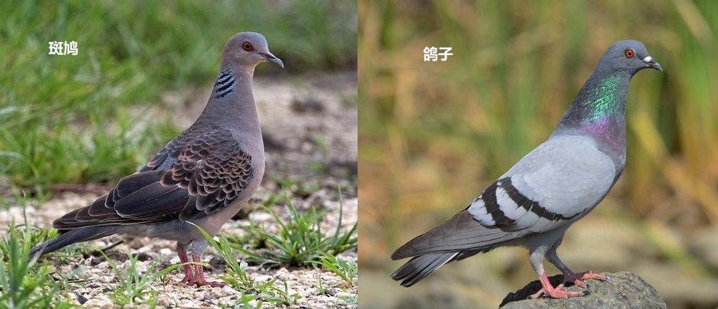 上图:斑鸠和鸽子都是鸽亚科(Columbinae)的鸟类,外形相似,性情驯良,从外表很难区分雌雄。英文俗名Pigeons和Dove在中文中都可以译成鸽或鸠,通常较小的俗称Dove,较大的俗称Pigeon,并没有严谨的科学分类标准。