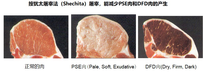 上图:不同的屠宰方法对肉质的三种影响。 如果牲畜在屠宰时受惊吓,会产生应激反应,分泌大量肾上腺素等激素,使肌糖原酵解产生大量乳酸,pH值迅速降低到5.4-5.6,肉味变差,成为PSE肉(Pale,Soft,Exudative)。 如果牲畜在屠宰前长期处于紧张状态,应激反应持续时间长,使肌糖原消耗枯竭,宰后产生的乳酸很少,pH值在6.5以上,肉味较差,容易变质,成为DFD肉(Dry,Firm,Dark)。 犹太屠宰法不但可以把血放干净,也不会使牲畜受惊吓,因此肉质容易保持正常。